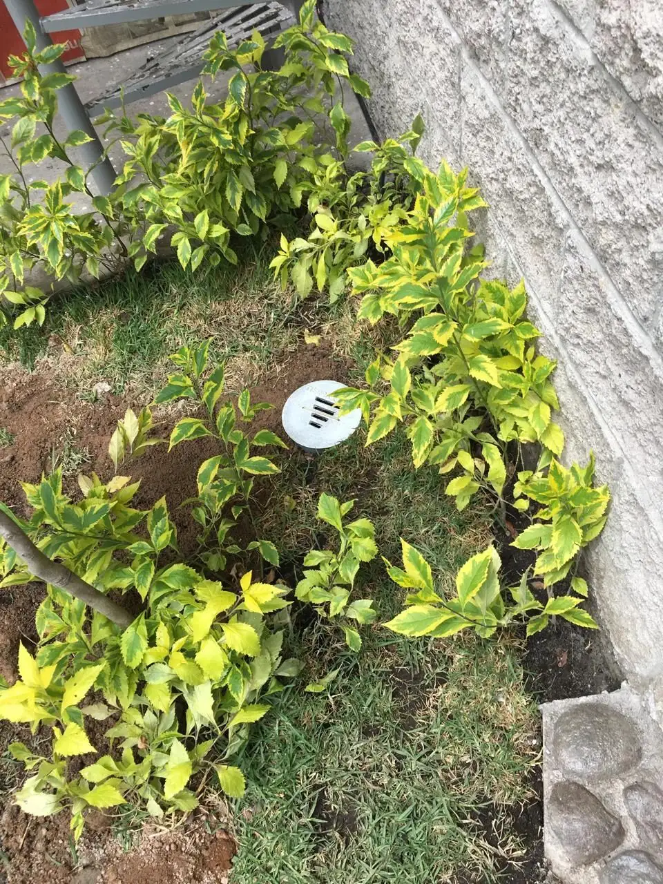 Registro de tierra física instalado entre plantas y pasto